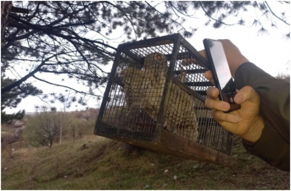 Անօրինական պահվող վայրի թռչունը վերադարձվեց բնություն. ԲԸՏՄ (տեսանյութ)